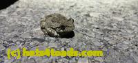 /home//u458753944/public_html/sourcegallery/////////////Roxborough Toad Detour/2025/2025-04-26/20250426_203427.jpg